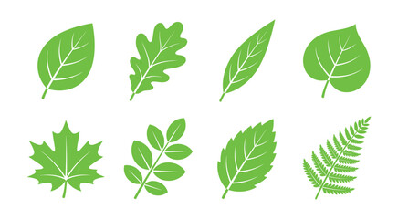 Green leaf icon set. Collection of botanical leaves with heart, ivy, oak, maple and compound foliage shapes. Nature vector illustration. © mdbhraju76