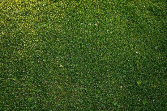 A top-down view with a lush green lawn in the background