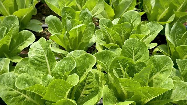 Romaine lettuce,Green Cos Lettuce plants,salad mixex vegetable,