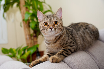 portrait of a cat © Ahmed J.R