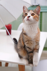 portrait of a cat © Ahmed J.R