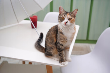 portrait of a cat © Ahmed J.R