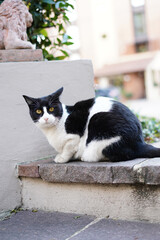 cat on the roof © Ahmed J.R