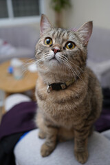 portrait of a cat © Ahmed J.R
