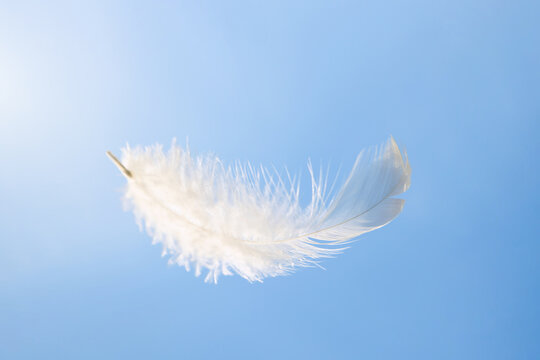 Soft white bird feathers floating on a blue sky. fluffy downy. symbol of freedom and peace. white clouds and blue sky background. feathers flying in heavenly sky.