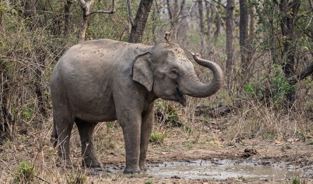 Wild Asian elephant standing in a forest clearing with trunk raised in natural habitat.
