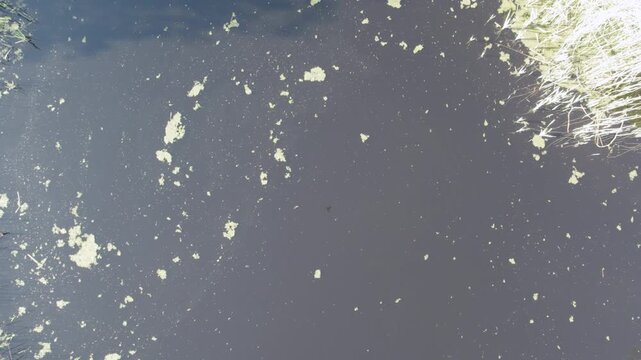 Aerial drone view looking down over dark pond water with patches of algal bloom floating across the surface and dry vegetation visible along the edges