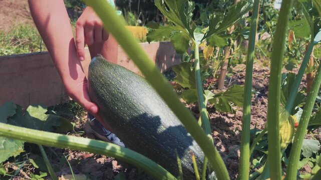 A Pair of Hands is Picking a Large Zucchini From the Garden - Close Up