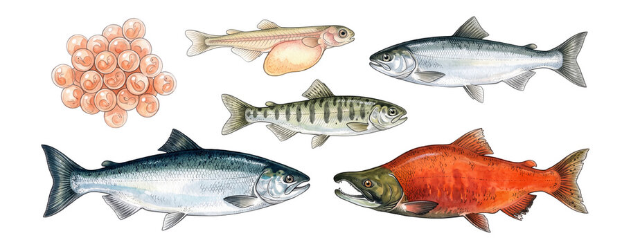 Pacific Salmon Life Cycle Watercolor Illustration Set