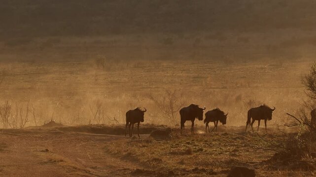Herd of wildebeest kicks up dust clouds moving over dry African plain at sunset