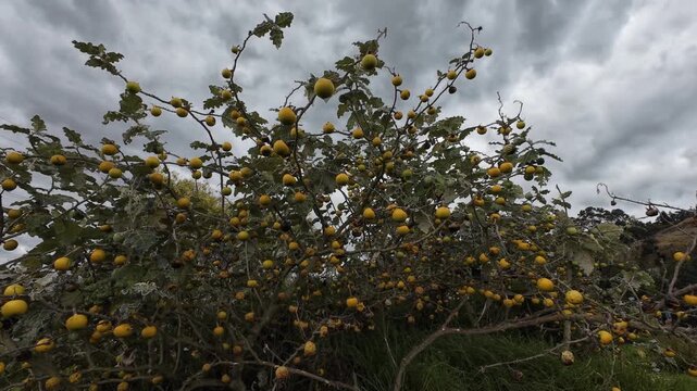 Yellow lulo hairy-fruited eggplant fruits growing on a thorny tree under a cloudy and dramatic sky