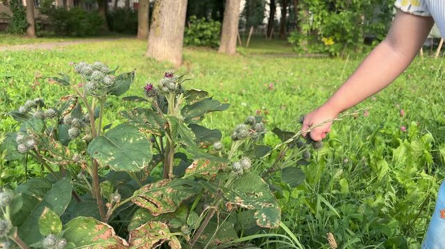 Child pulling sticky burdock burrs from a plant outdoors, nature exploration, summer childhood activity.