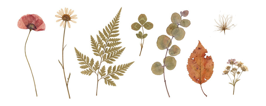 Pressed Wildflower Herbarium Scrapbook Elements Set