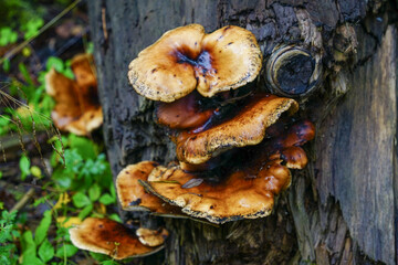 Polypore Mushrooms Growing on Tree Trunk in Forest © EVGENII
