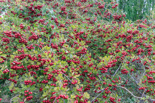 Crataegus monogyna. Hawthorn or common hawthorn shrub with red berries.