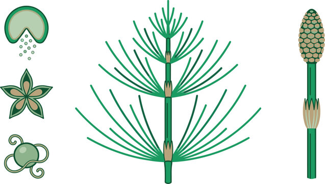 Equisetum Arvense Field Horsetail Botanical Vector Set Featuring Segmented Fertile Stems, Spore Cone Strobilus, Whorled Branches, and Microscopic Anatomy Cells