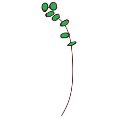Green eucalyptus branch with long slender stem illustration isolated on transparent background © PATTASUWANNAKORN