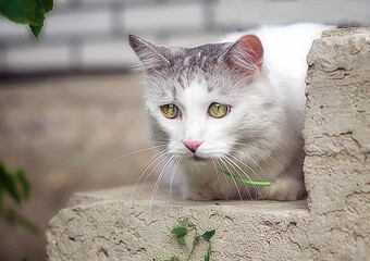 cat in the garden © Oxana