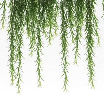 Green willow branches hanging down with long thin leaves