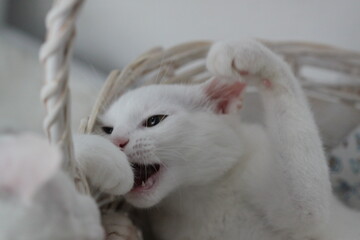 Cat on white background,  cute animal © Keya