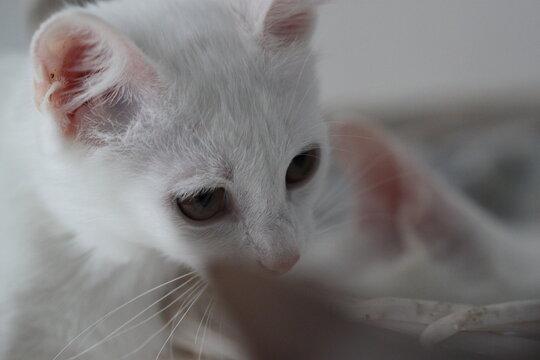 Cat on white background, cute kitten