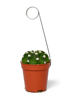 Small 'Lobivia subdenudata' cactus houseplant in flower pot with wire for picking up on white background. Commonly called Domino Cactus
