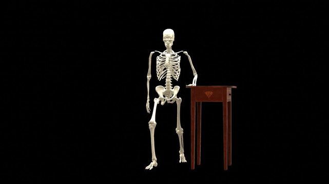 Medical 3D animation of supported forward lunge exercise featuring a 3D Skeletal System Model, captured in 180 Degree Turntable Rotating View, Isolated Transparent Alpha Channel