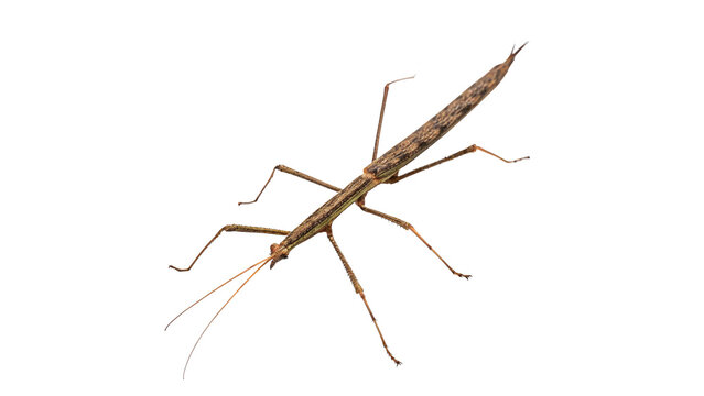 Long thin brown stick insect camouflage crawling isolated on transparent background