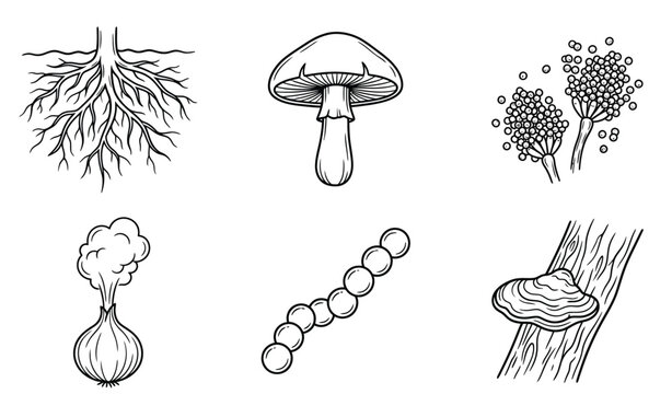 Vintage botanical fungi illustrations, 6 black and white mushroom and spore icons, scientific biology line art vector set