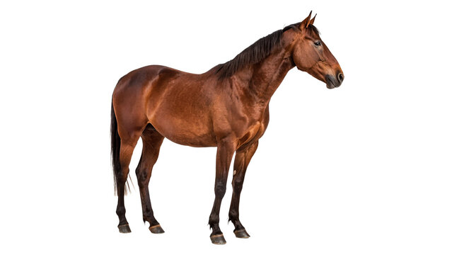 Majestic brown horse stallion standing profile looking forward isolated on transparent background