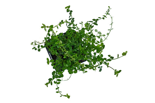 Top view of potted 'Euonymus Fortunei Minimus' spindle trailing, evergreen shrub plant on white background