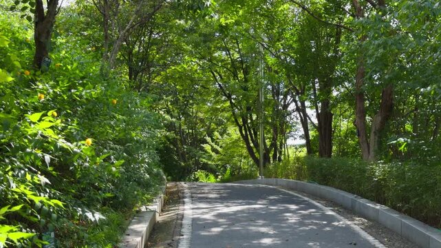 Park Road with Trees Swaying in Wind Peaceful Nature Walk Korea