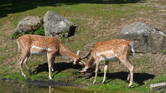 Two fallow deer, Dama mesopotamica fight head to head over female and territory. A ruminant mammal belonging to the family Cervidae.