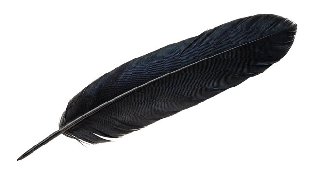 Elegant single black raven feather showing delicate organic quill texture with sharp quill point detail for craft projects on transparent background