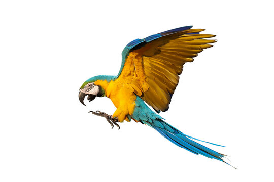 Beautiful Blue and Gold Macaw your wings and fly isolated on transparent background png file