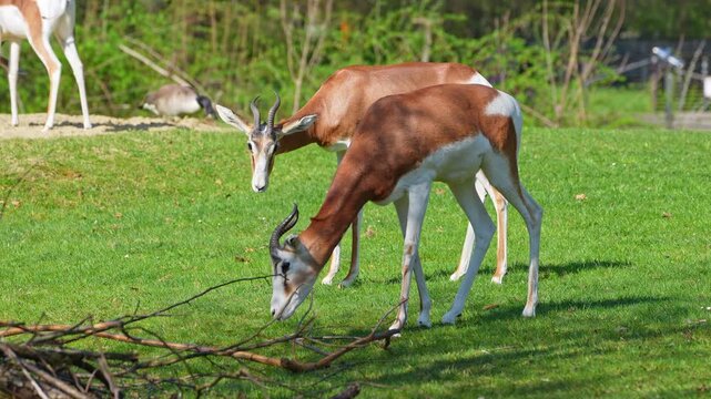 Dama gazelle, Gazella dama mhorr or mhorr gazelle is a species of gazelle. Lives in Africa in the Sahara desert and the Sahel, browses on desert shrubs and acacia and it eats rough grasses in drought