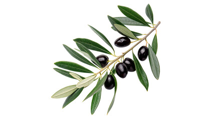 Green olive tree branch with black olives isolated on transparent background © Rosie Rogers