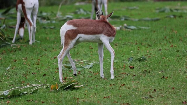 Dama gazelle, Gazella dama mhorr or mhorr gazelle is a species of gazelle. Lives in Africa in the Sahara desert and the Sahel, browses on desert shrubs and acacia and it eats rough grasses in drought