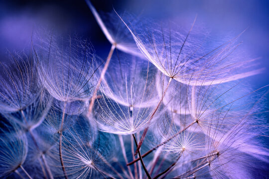 Ethereal dandelion seeds in blue light, macro floral background with soft bokeh, dreamy purple botanical texture for wellness