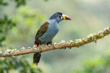 beautiful colored plate-billed mountain toucan (Andigena laminirostris) sitting n the branch very near in the cloud forest © vaclav