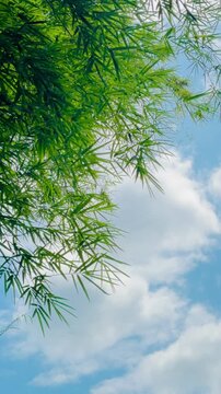 Bamboo leaves sway in the spring