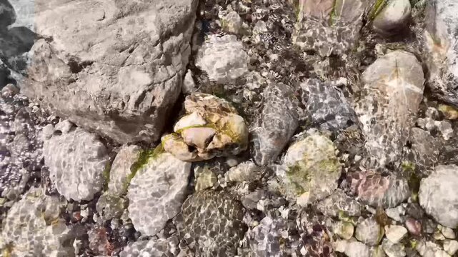 Clear stream water flowing over colorful rocks in sunlight, close up, slow motion