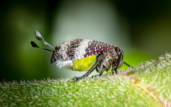 Eurybrachid planthopper resting on hairy green leaf