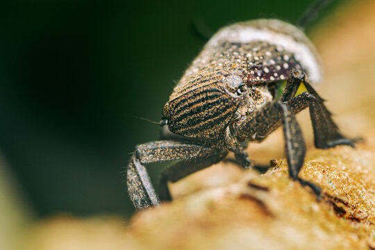 Eurybrachid planthopper resting on natural foliage surface