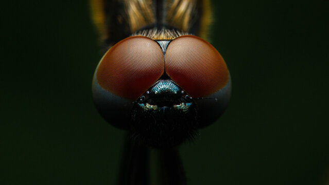 Dragonfly head with compound eyes looking forward