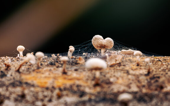 Tiny mushrooms growing on a decaying log surface