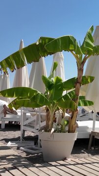 Tropical banana plants growing in a beach resort under bright summer sunlight, vertical slow motion