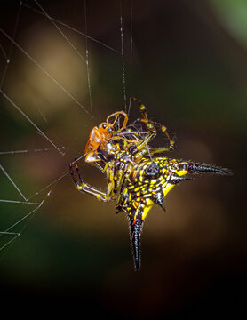 Yellow spiny orb weaver spider consuming prey in web