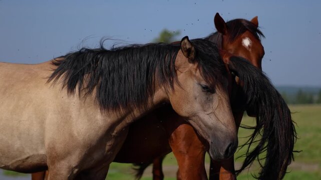 Capture the beauty of tranquility in this close-up video, where horses nibble on grass near the village outskirts. The gentle evening light enhances the peaceful scene of rural life.