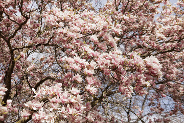 Pink magnolia tree blooming in spring season in Vojan Gardens Prague © Cavan